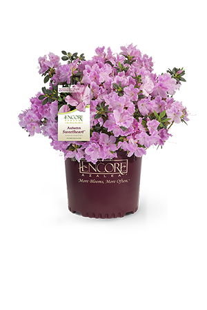 Autumn Sweetheart Encore Azalea 2&3 Gal