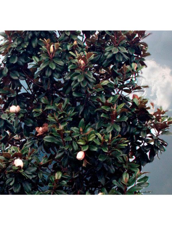 Teddy Bear Magnolia