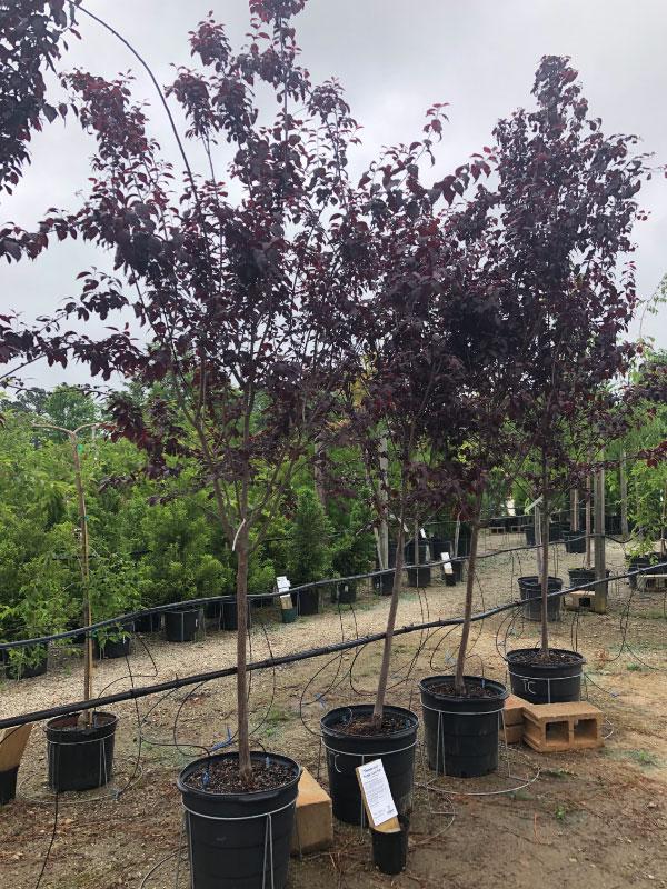 Thundercloud Plum