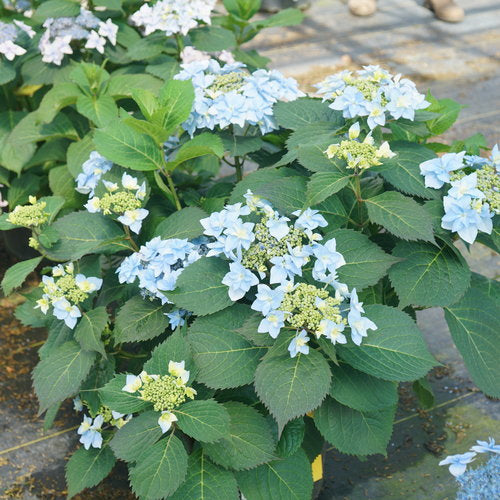 Tuff Stuff Ah-ha Hydrangea 3 Gal