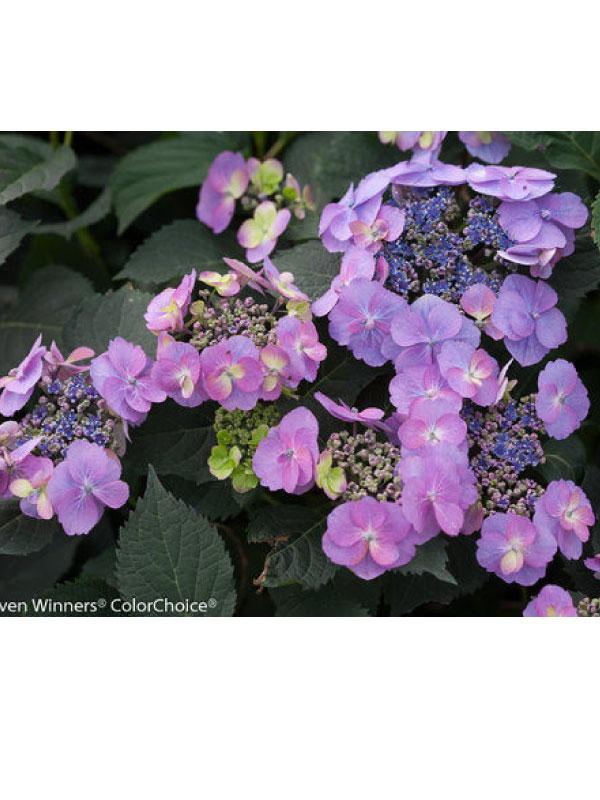 Tuff Stuff Hydrangea 3 Gal