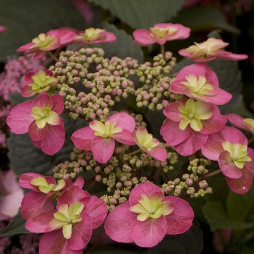 Tuff Stuff Red Hydrangea 3 Gal