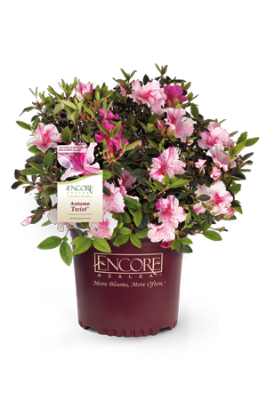 Autumn Twist Encore Azalea 2&3 Gal