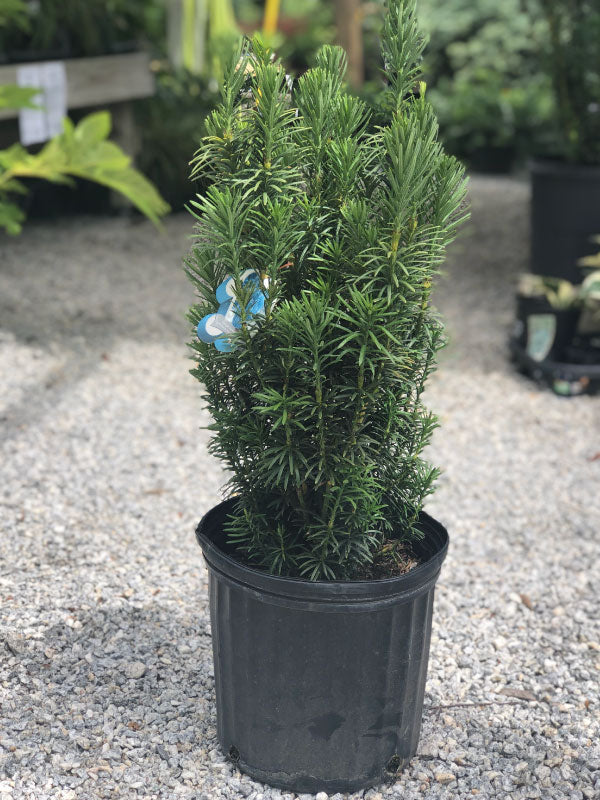 upright plants for pots Southern Upright Yew – Lichtenfelt's