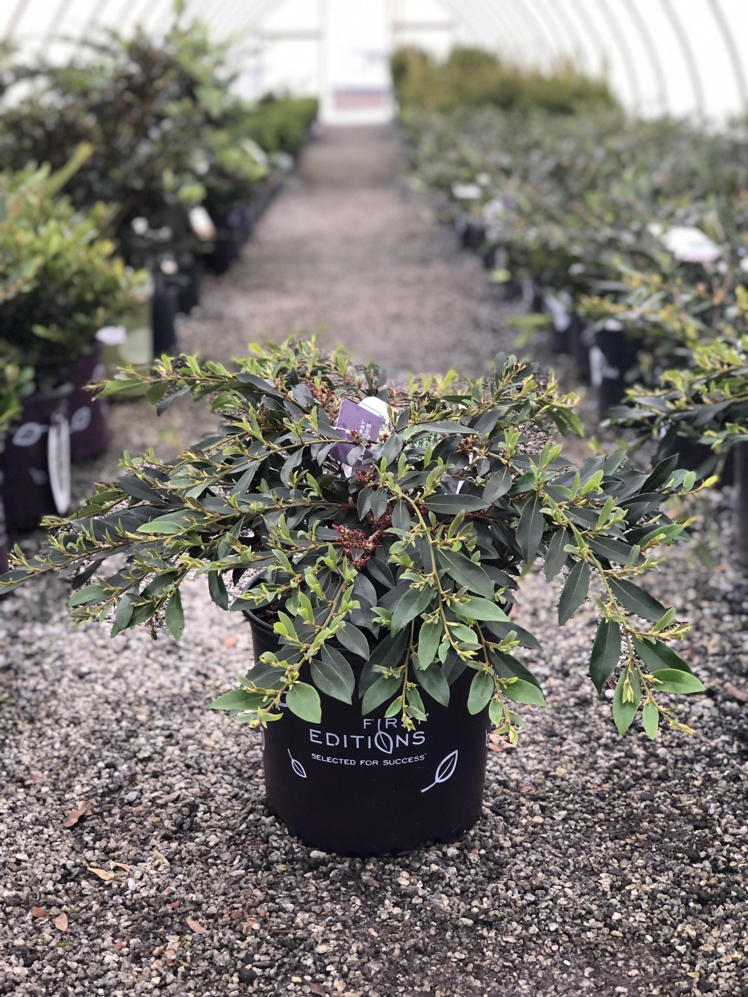 vintage jade distylium companion plants Vintage Jade Distylium – Lichtenfelt's