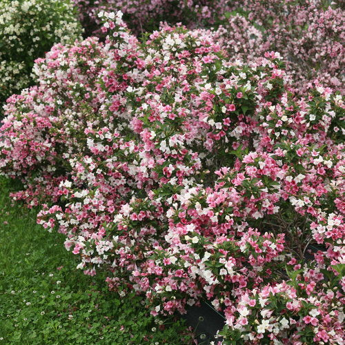 Czechmark Trilogy Weigela 3 Gal