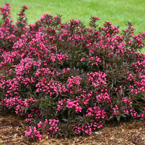 Spilled Wine Weigela 2&3 Gal