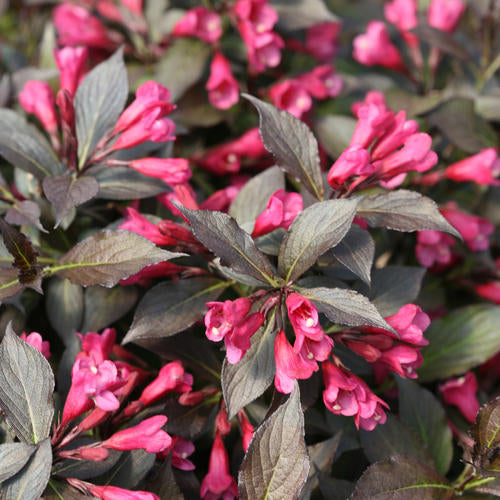 Spilled Wine Weigela 2&3 Gal