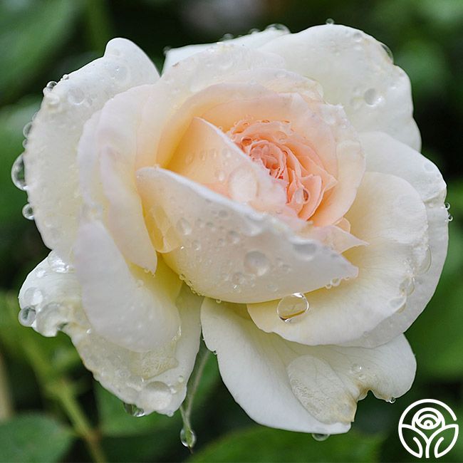 White Eden Climbing Rose 5 Gal