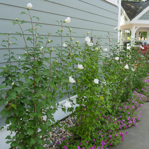 White Pillar Rose of Sharon 2&3 Gal