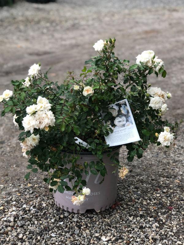 White Drift Rose 2&3 Gal