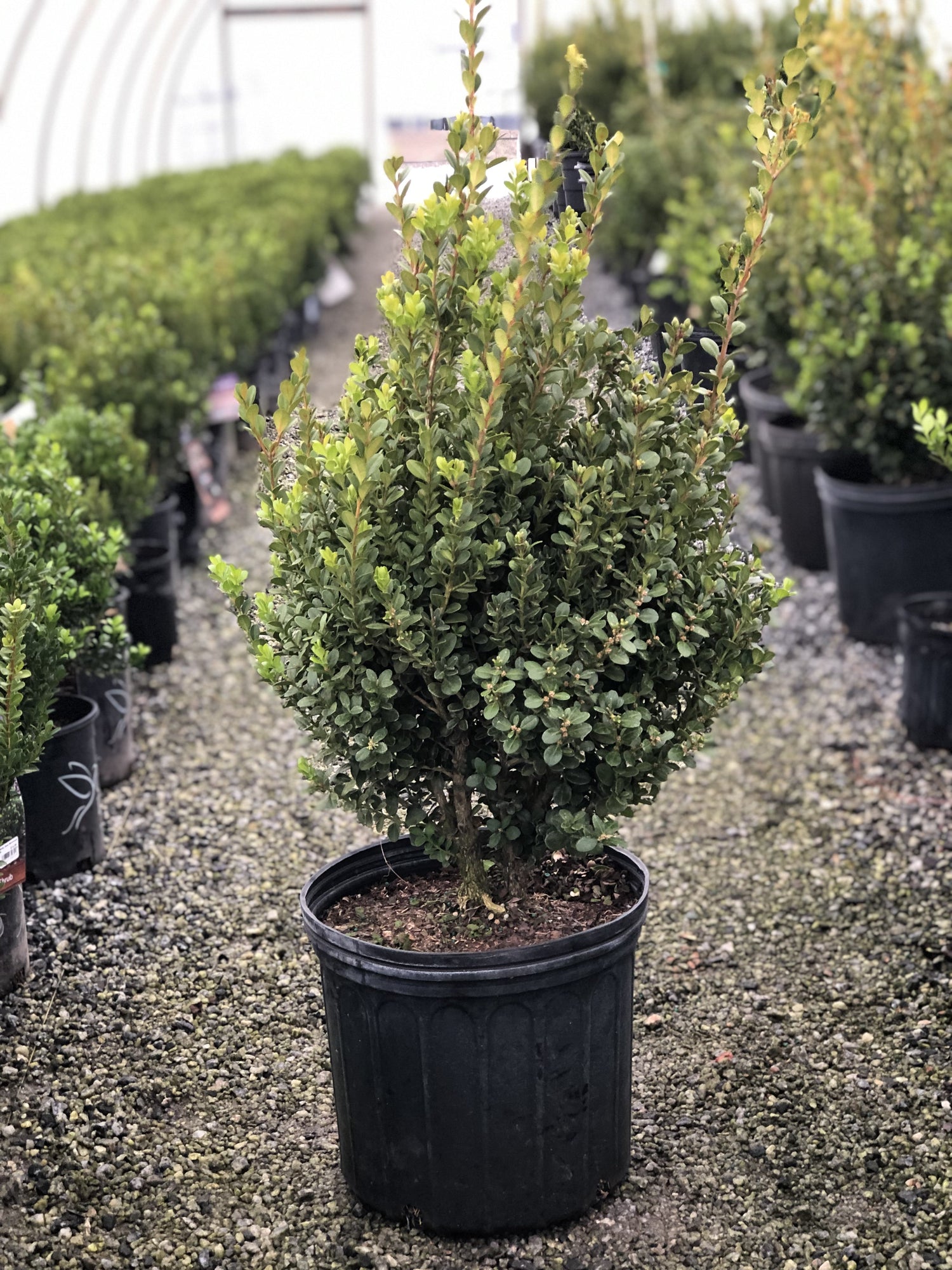 Wintergreen Boxwood