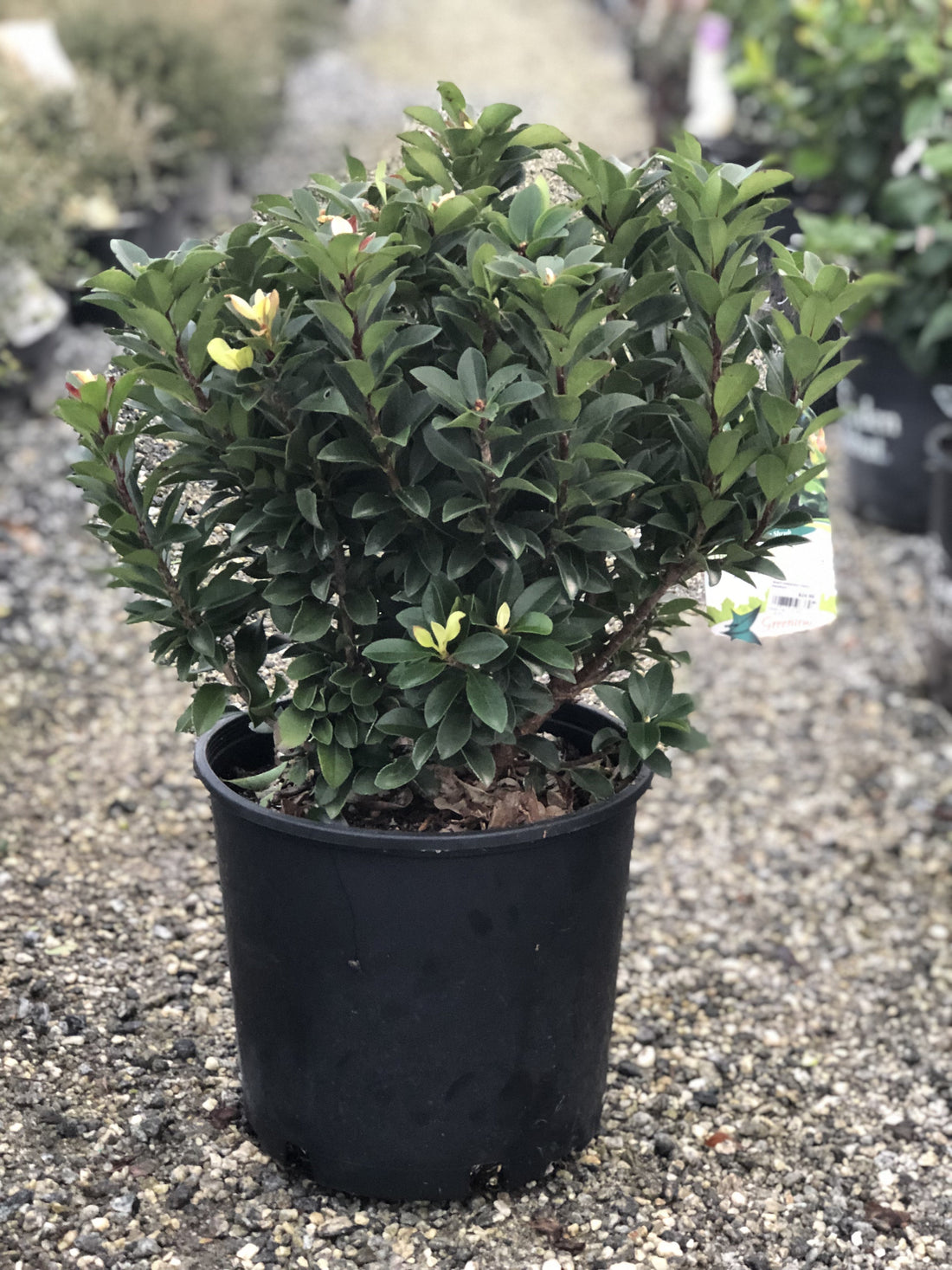 Yedda Indian Hawthorn 3 Gal