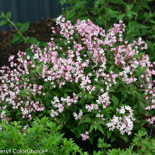 Yuki Cherry Blossom Deutzia 3 Gal