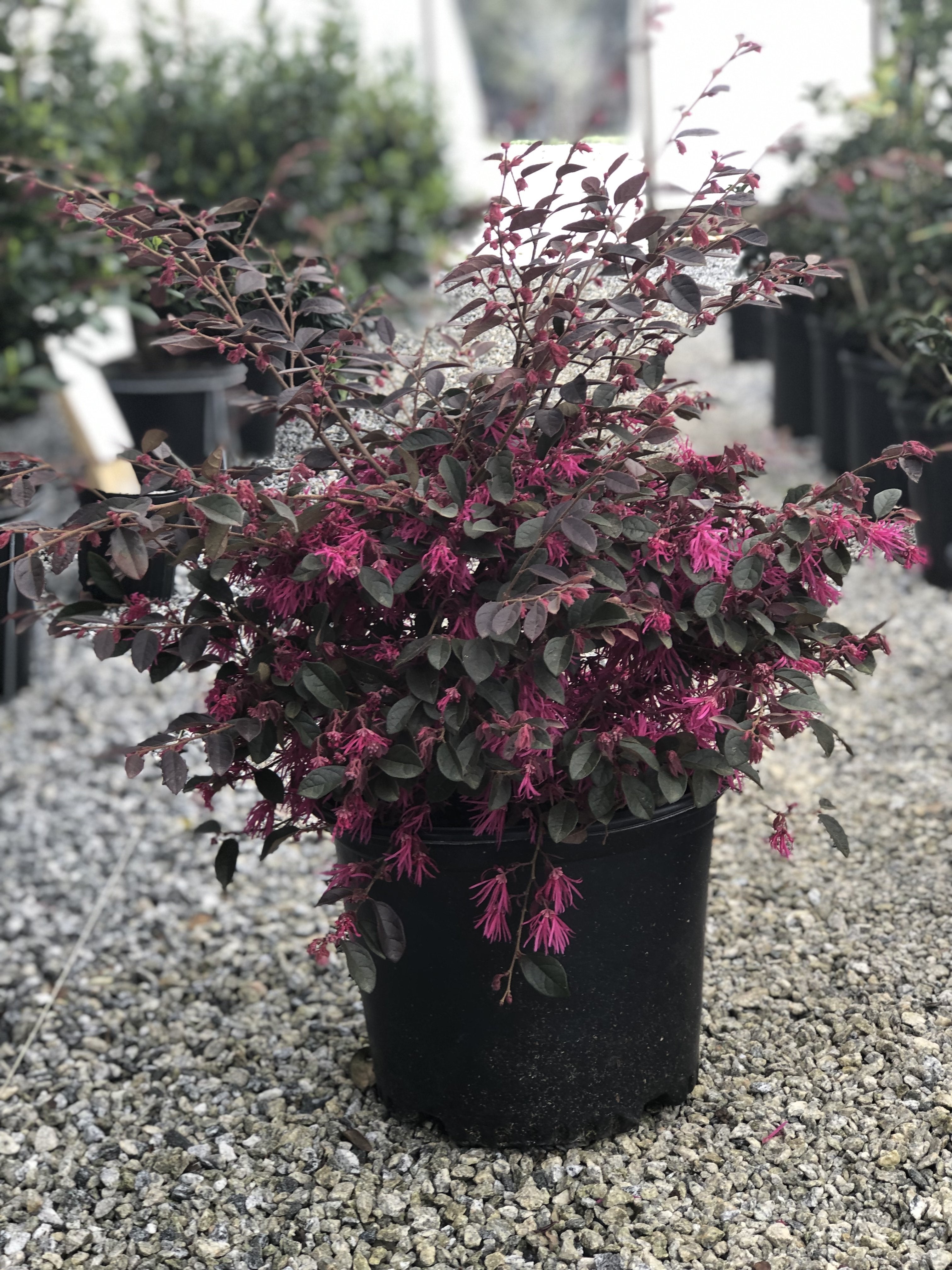 ZhuZhou Loropetalum