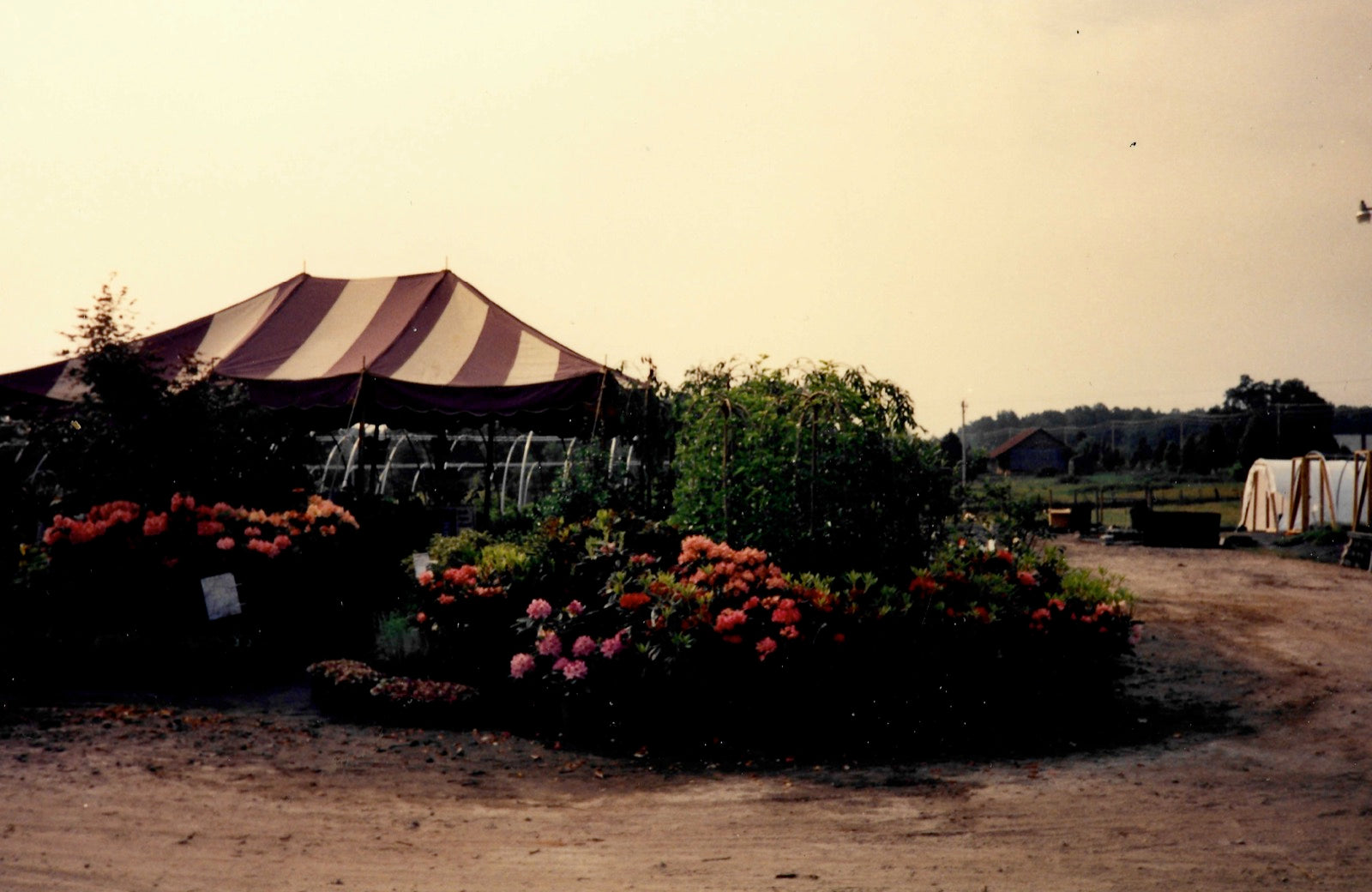 The original striped pop-up tent surrounded by blooming rhododendrons and azaleas in the early nursery yard