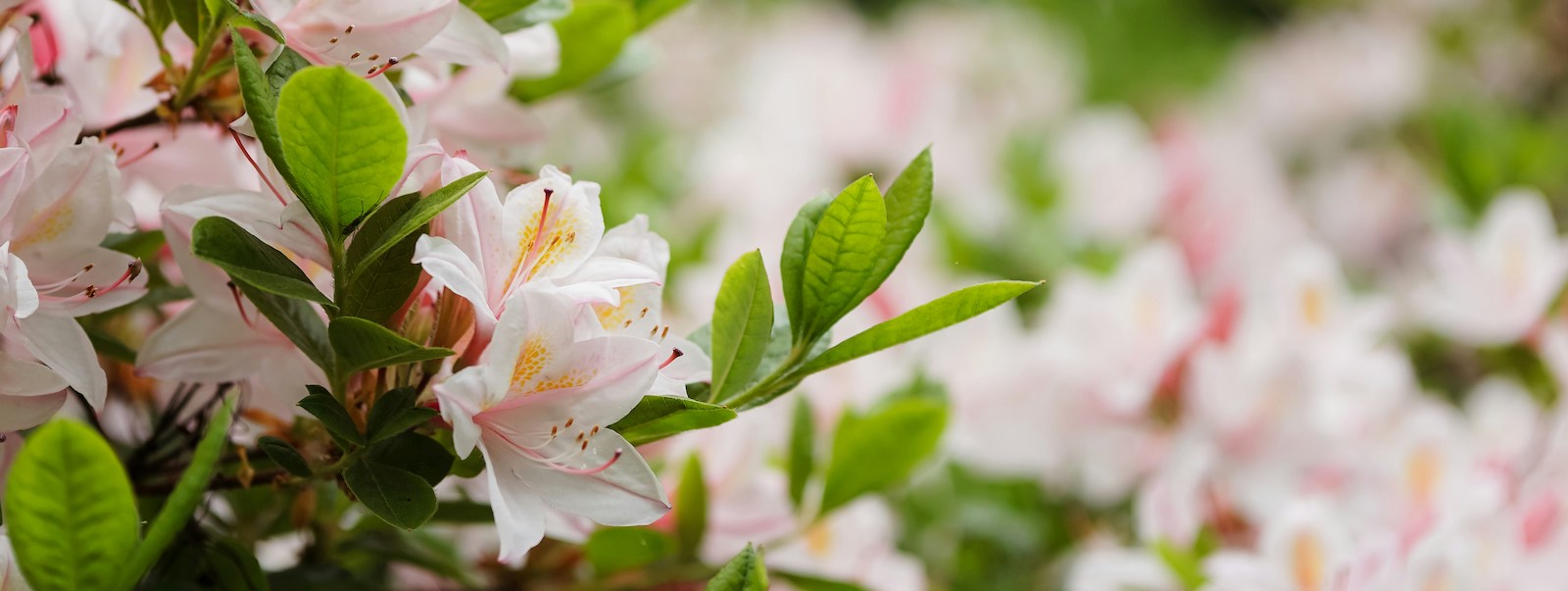Flowering Shrubs & More | Spring '24