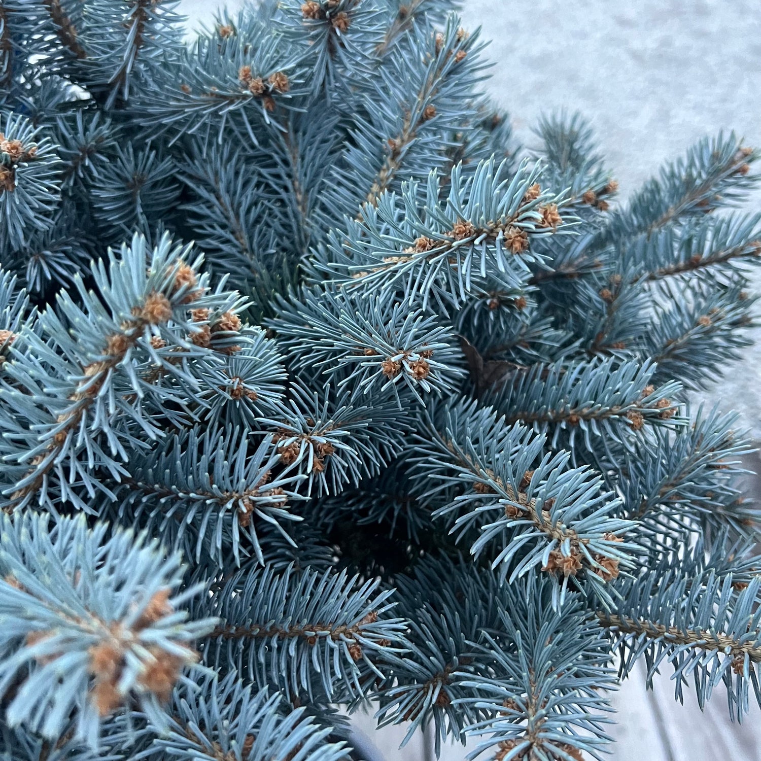 Globosa Blue Spruce 6G/Patio