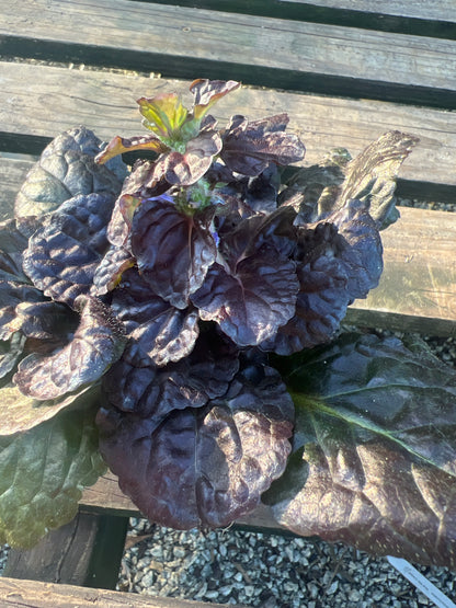 Black Scallop Ajuga