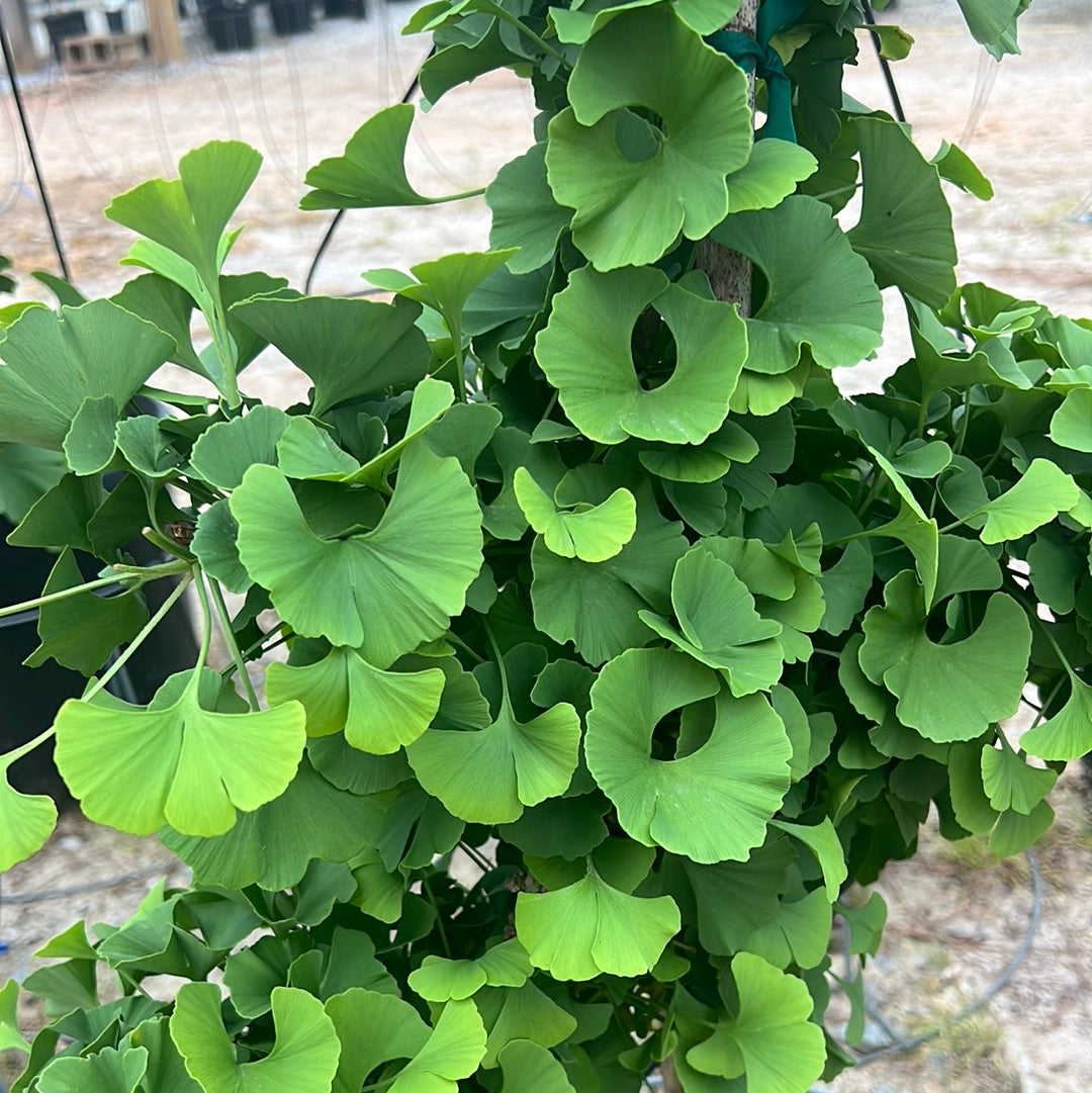 Mariken Ginkgo