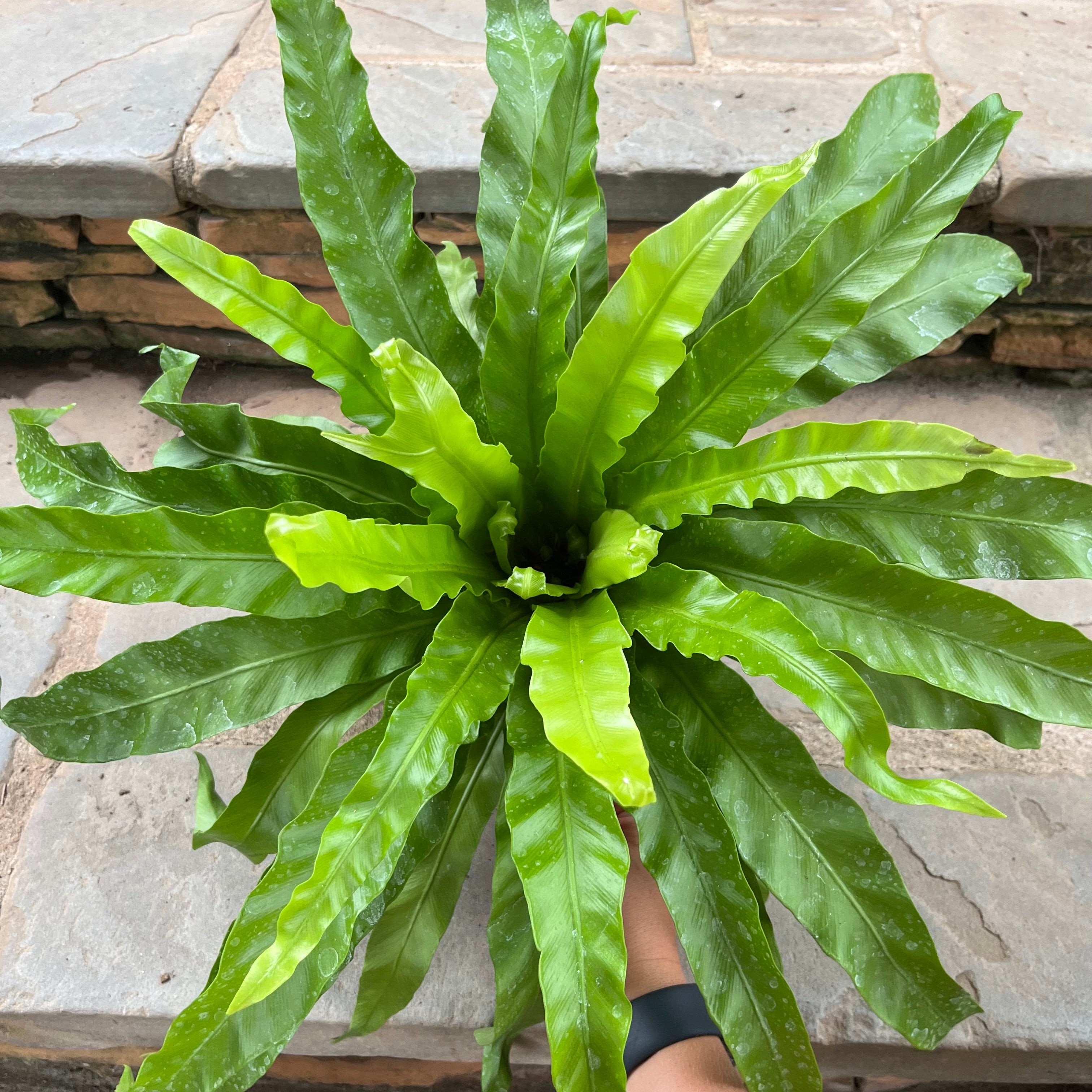 Japanese Bird’s Nest Fern