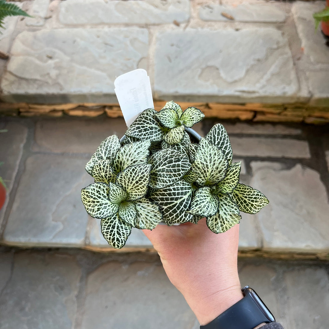 Whisper Fittonia