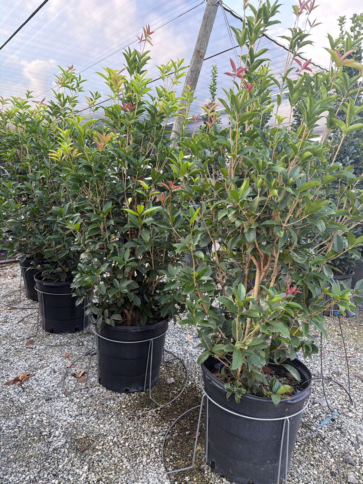 Fragrant Tea Olive