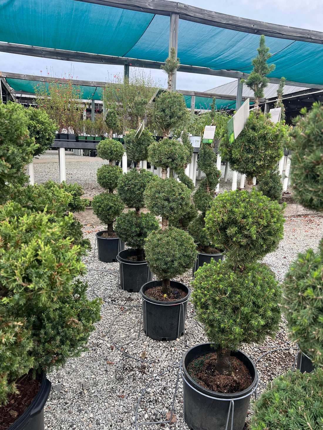 Dwarf Alberta Spruce 4-tier