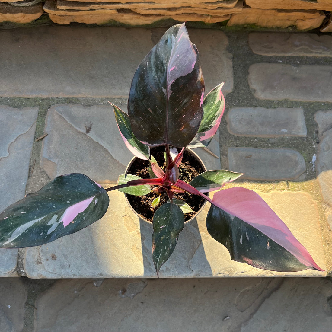 Pink Princess Philodendron