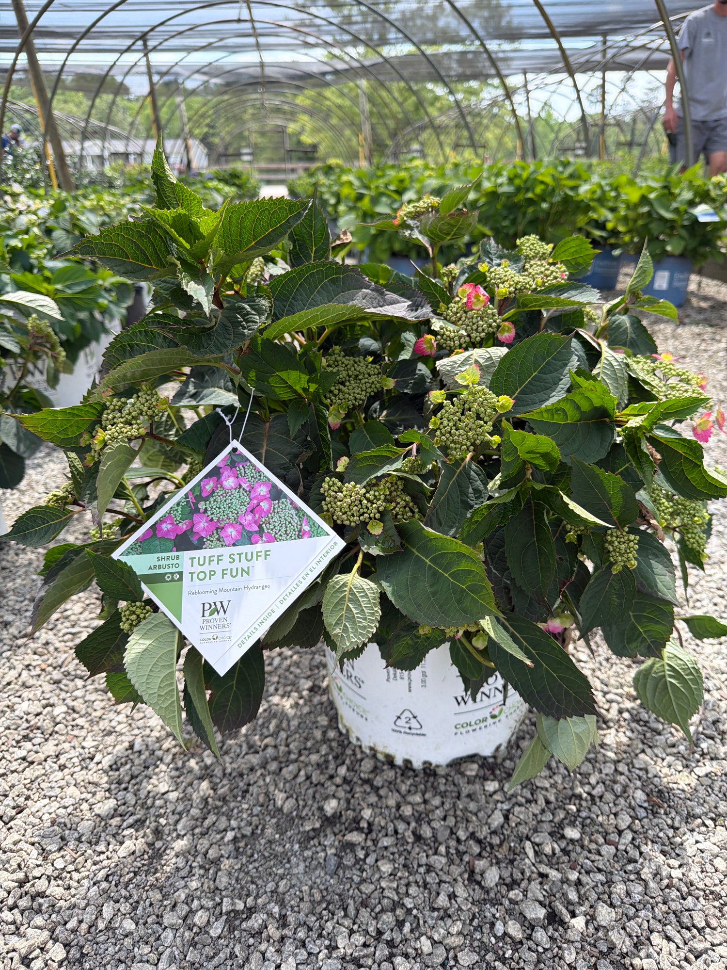 Tuff Stuff Top Fun Hydrangea