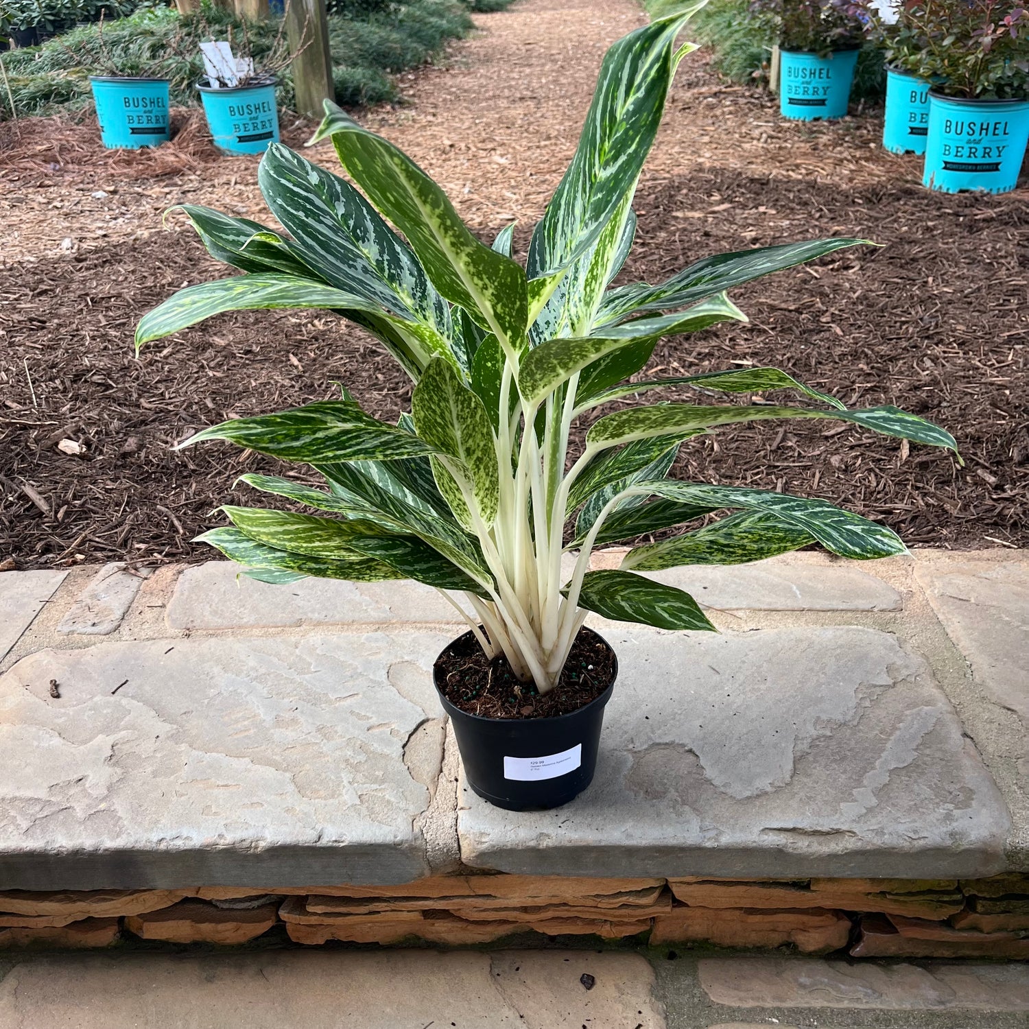 Golden Madonna Aglaonema