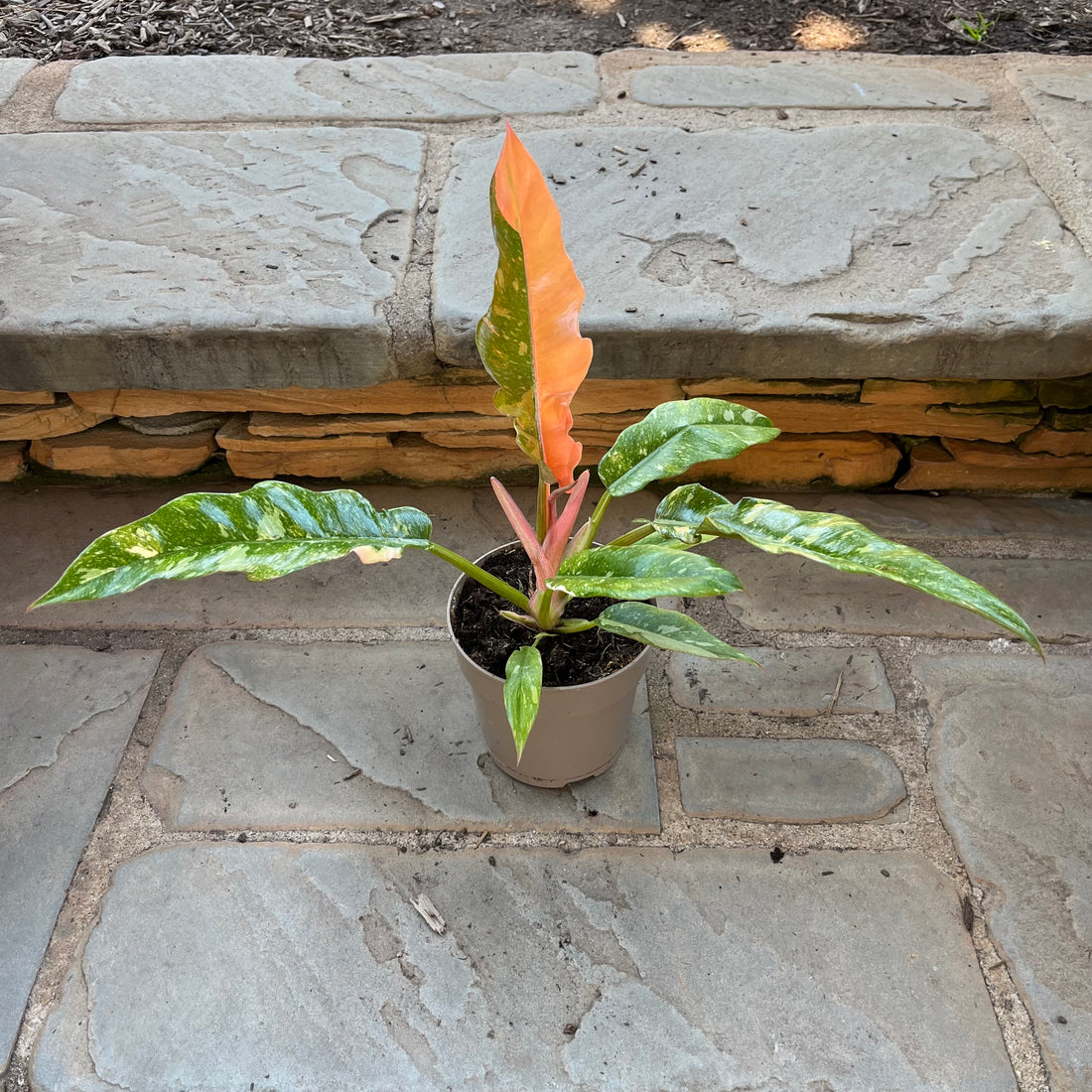 Golden Girl Philodendron