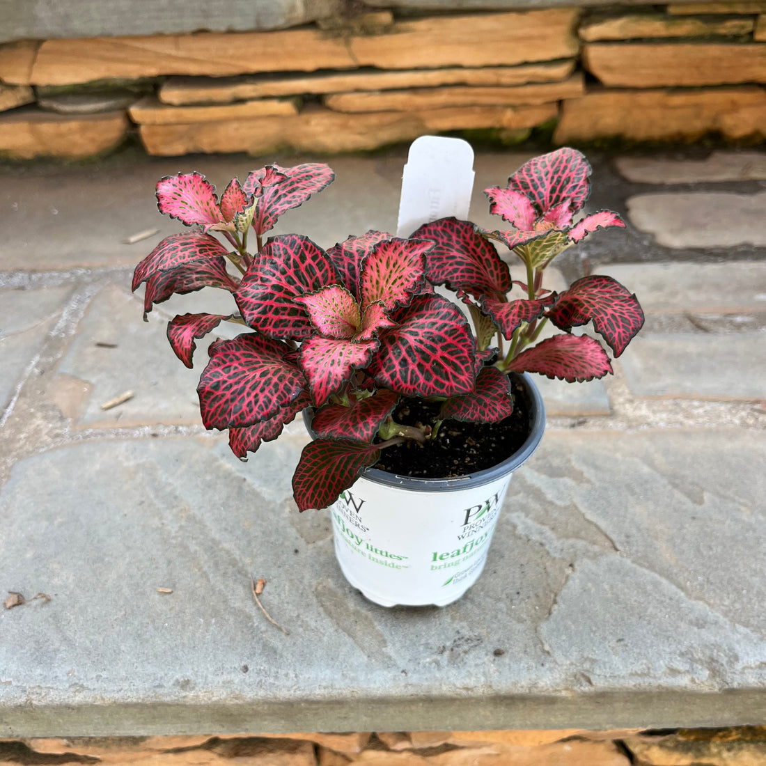 Firetail Fittonia