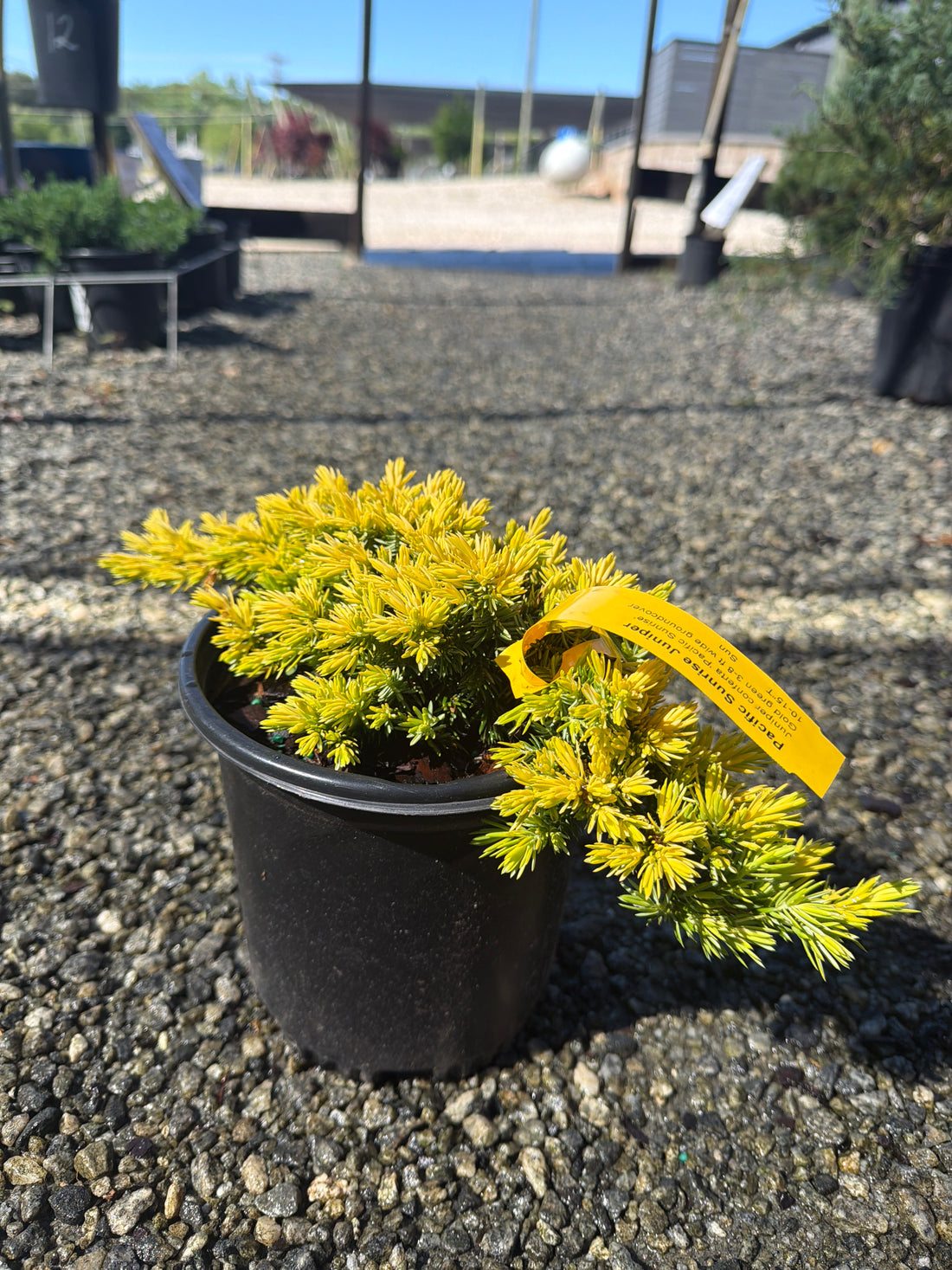 Pacific Sunrise Juniper