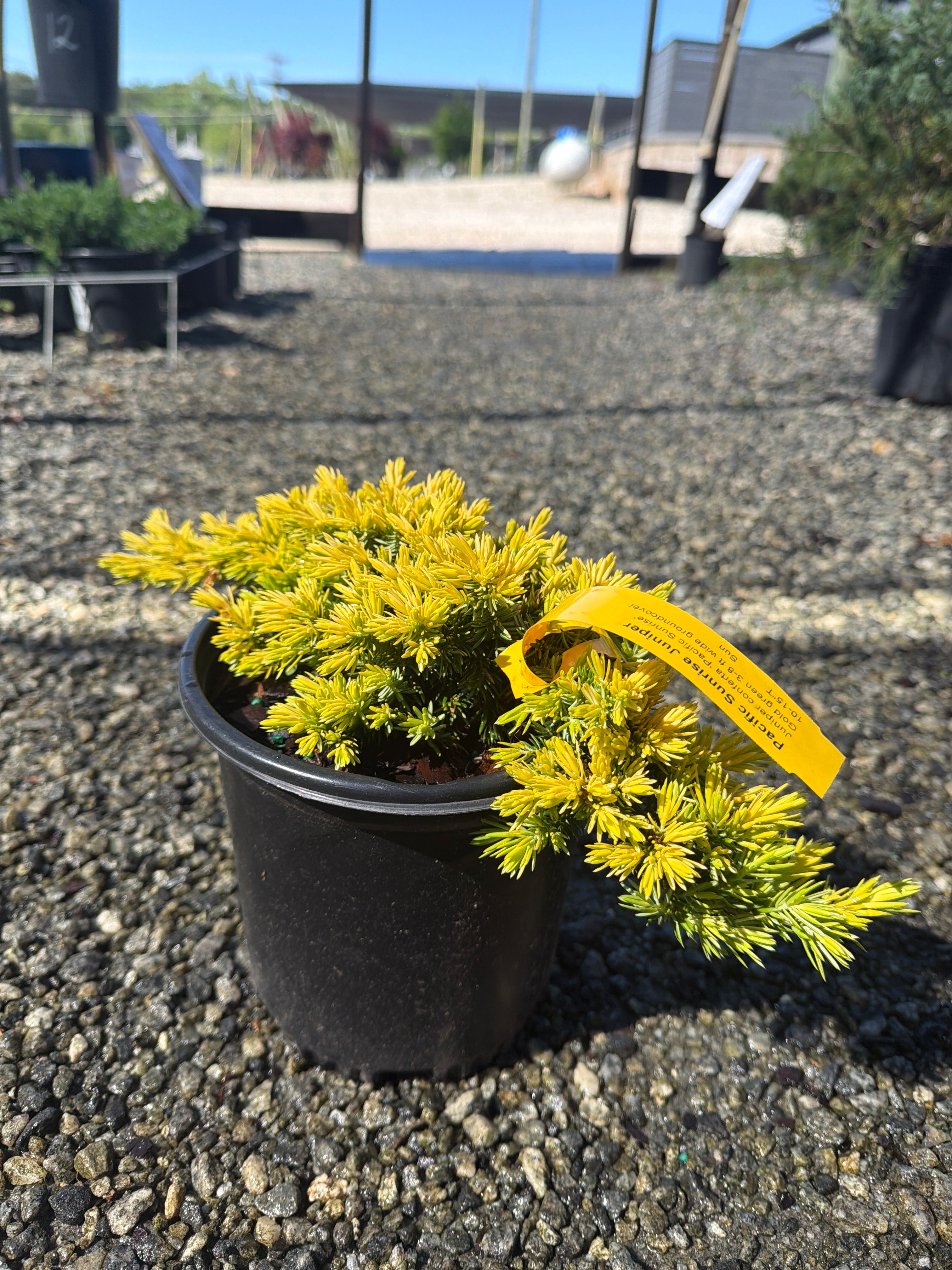 Pacific Sunrise Juniper