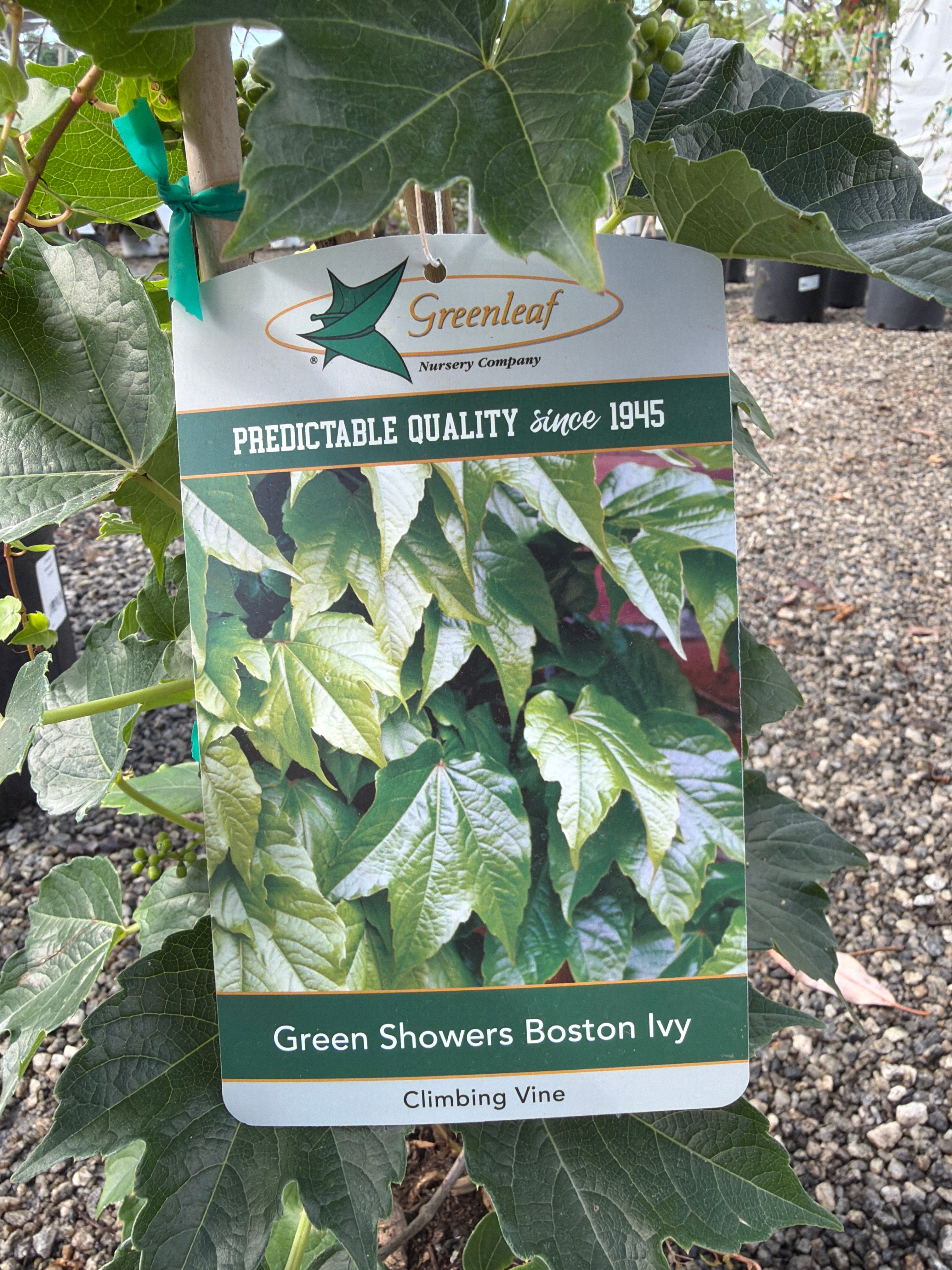 Green Showers Boston Ivy