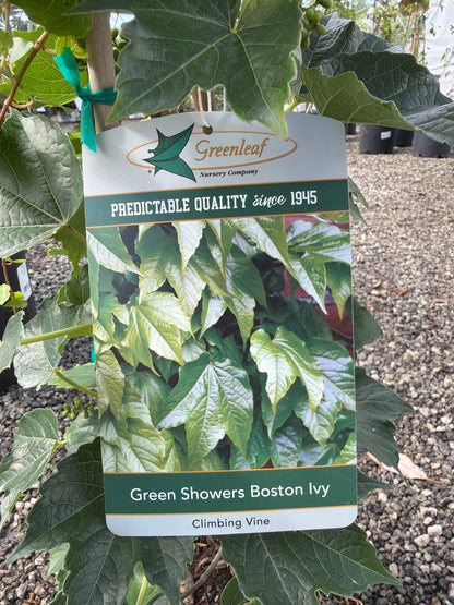 Green Showers Boston Ivy