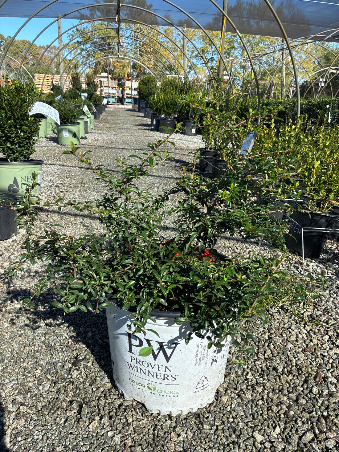 Berry Box Pyracomeles