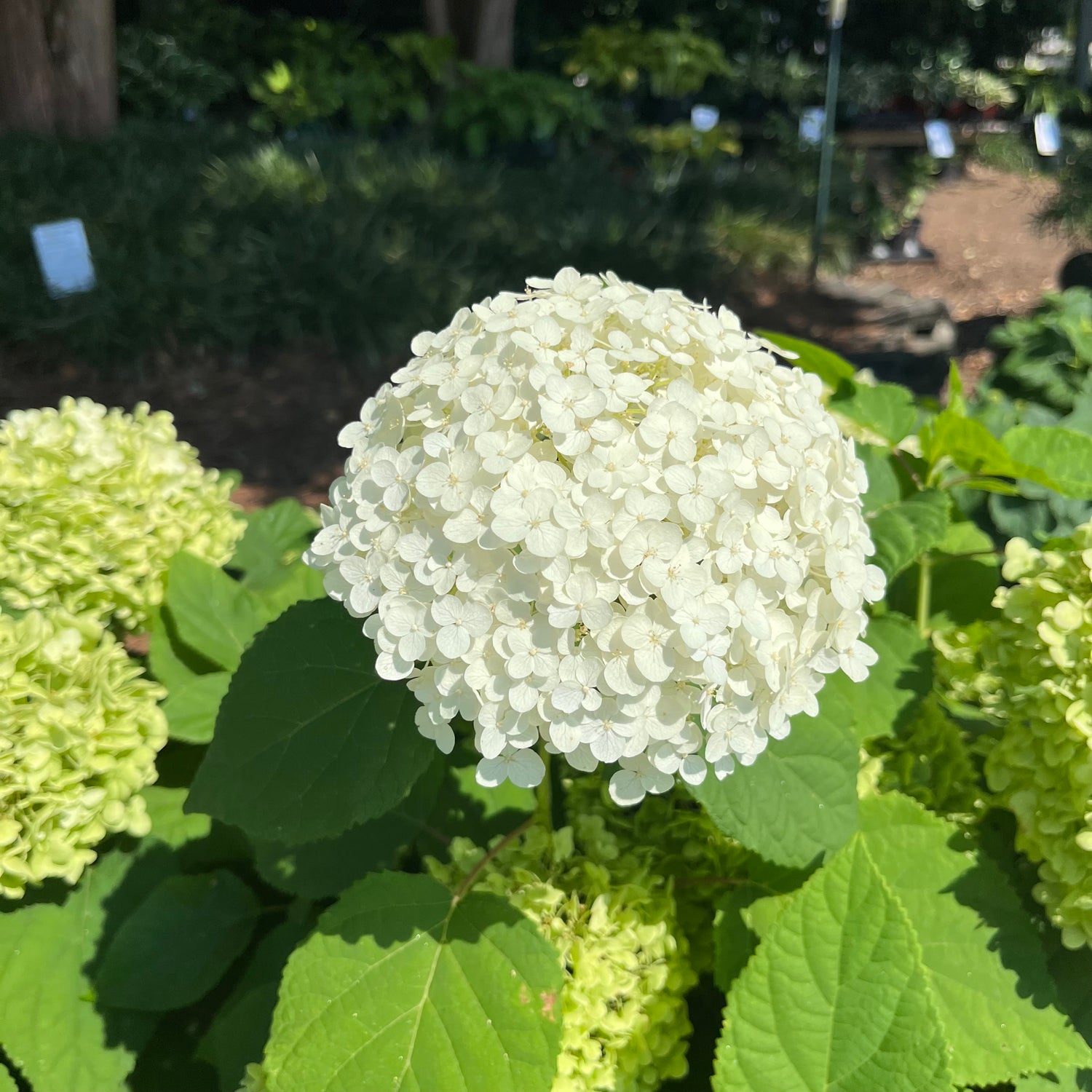 Annabelle Hydrangea 3 Gal