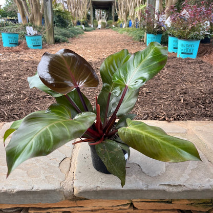 Sun Red Philodendron