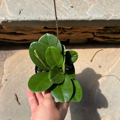 Hoya Australis