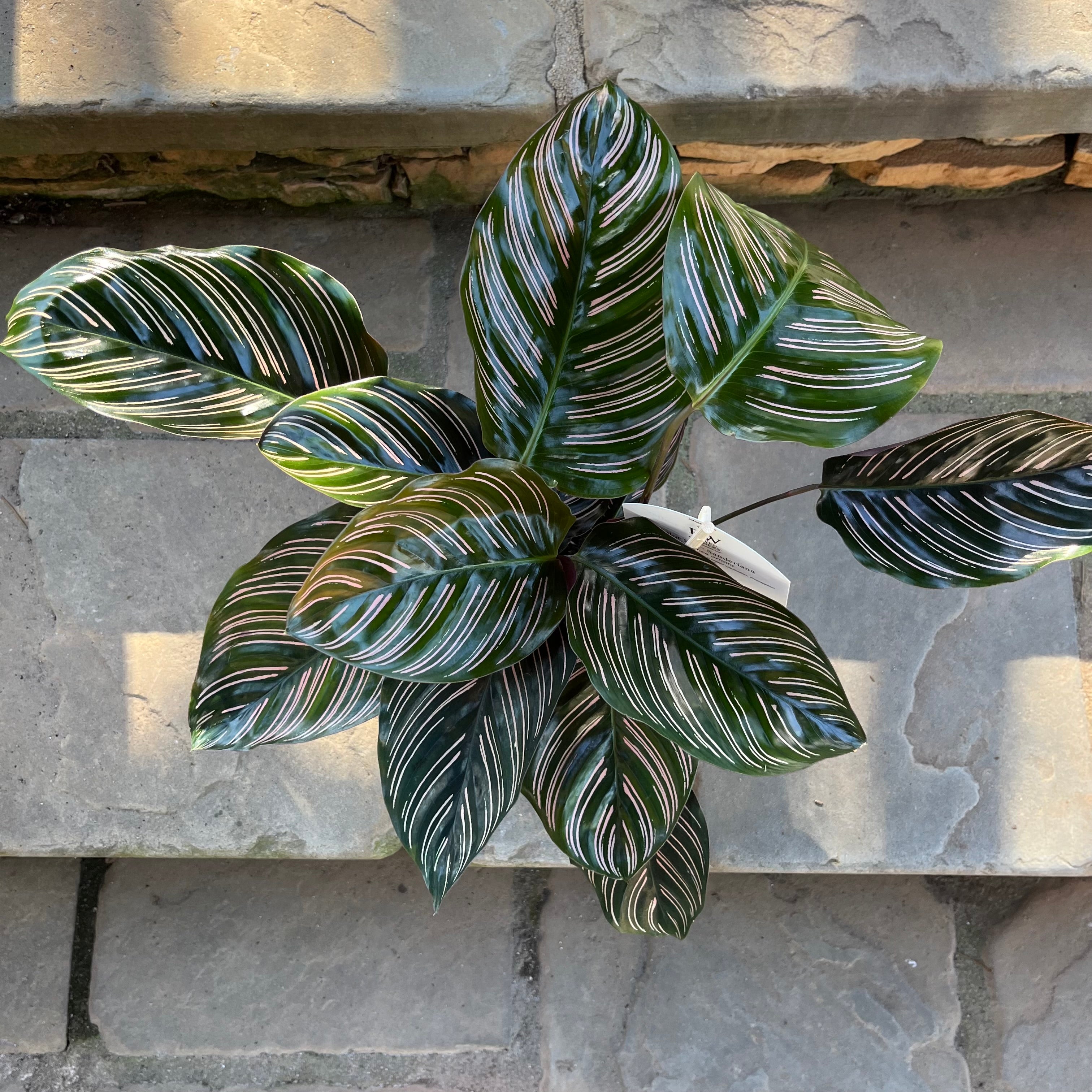 Calathea Ornata