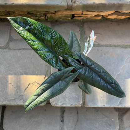 Pining For You Alocasia