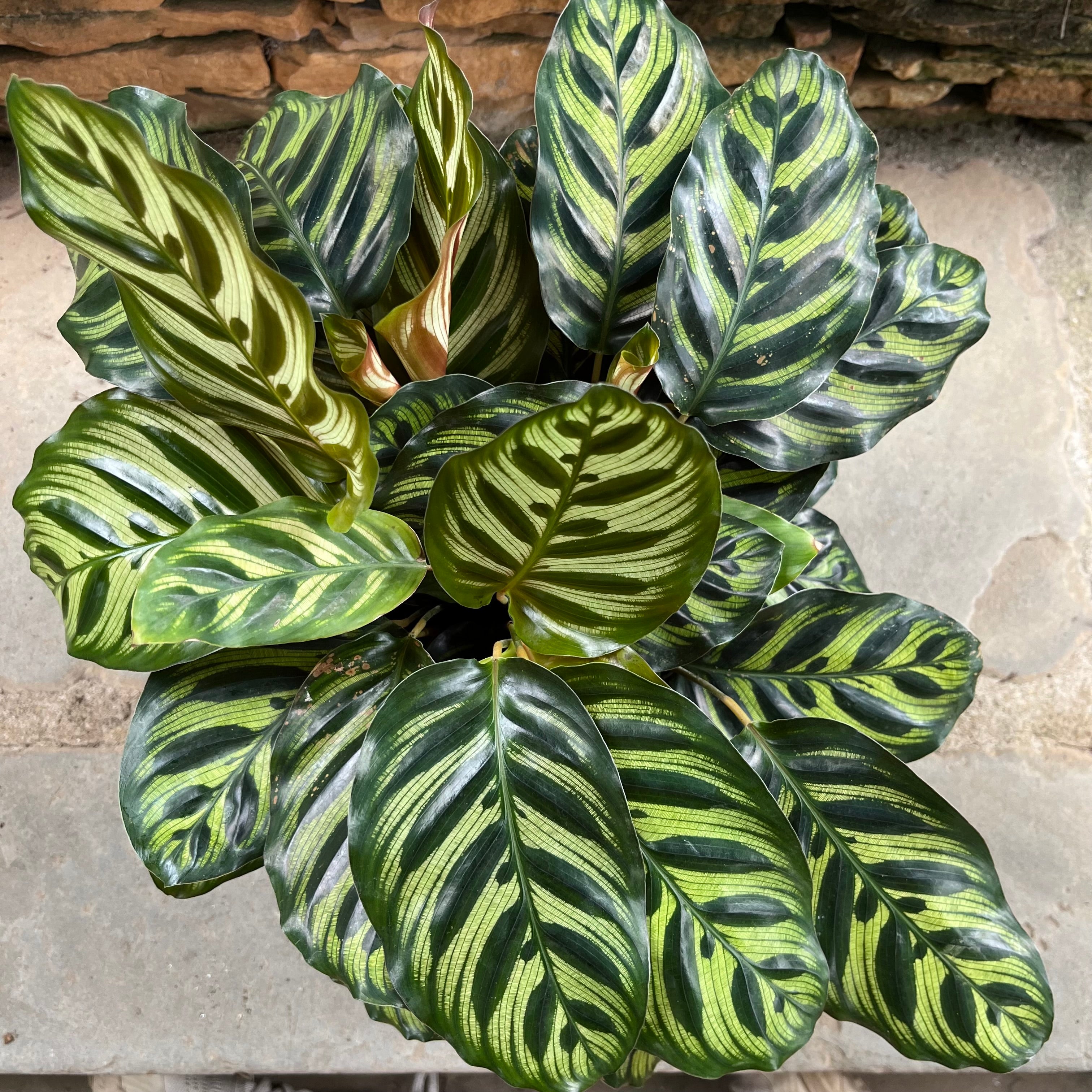 Peacock Calathea