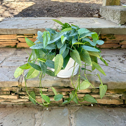 Cebu Blue Pothos