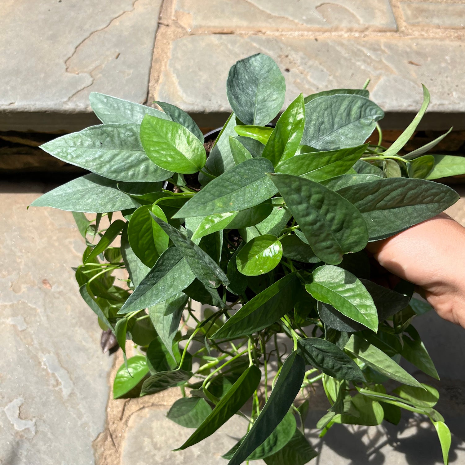 Cebu Blue Pothos