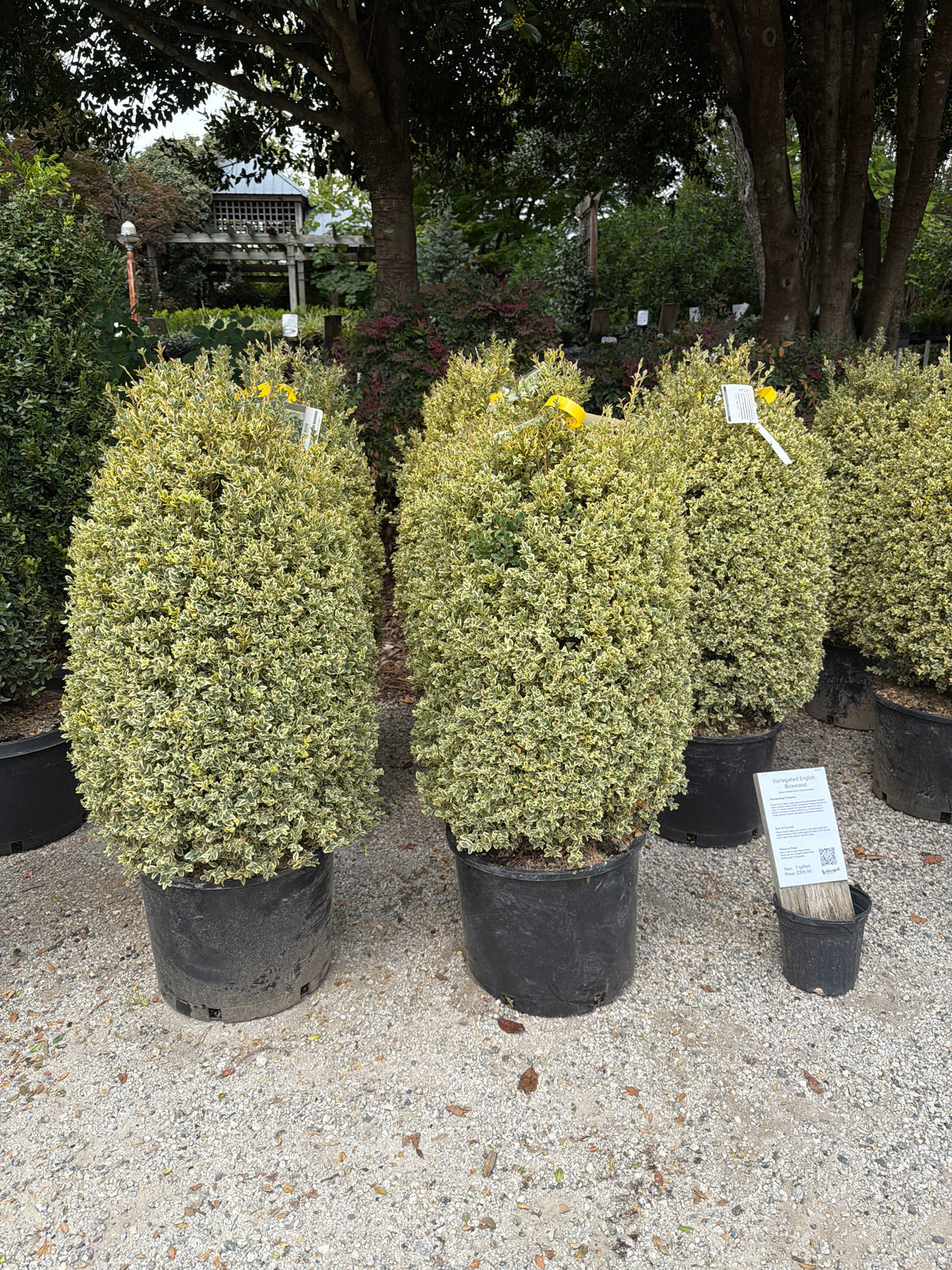Variegated Boxwood