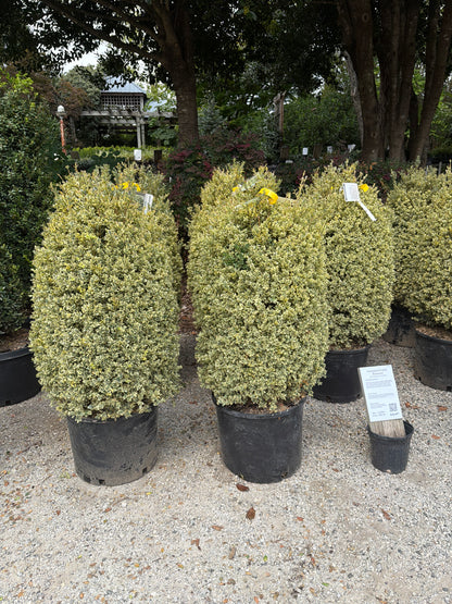 Variegated Boxwood