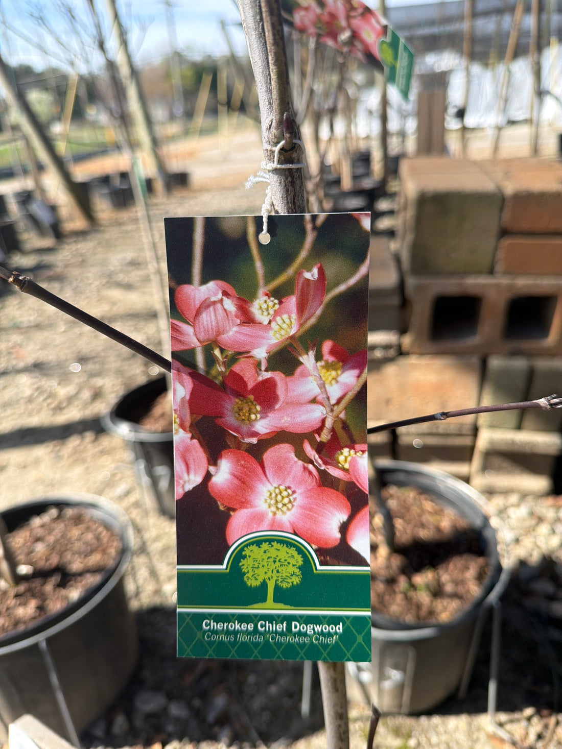 Cherokee Chief Dogwood