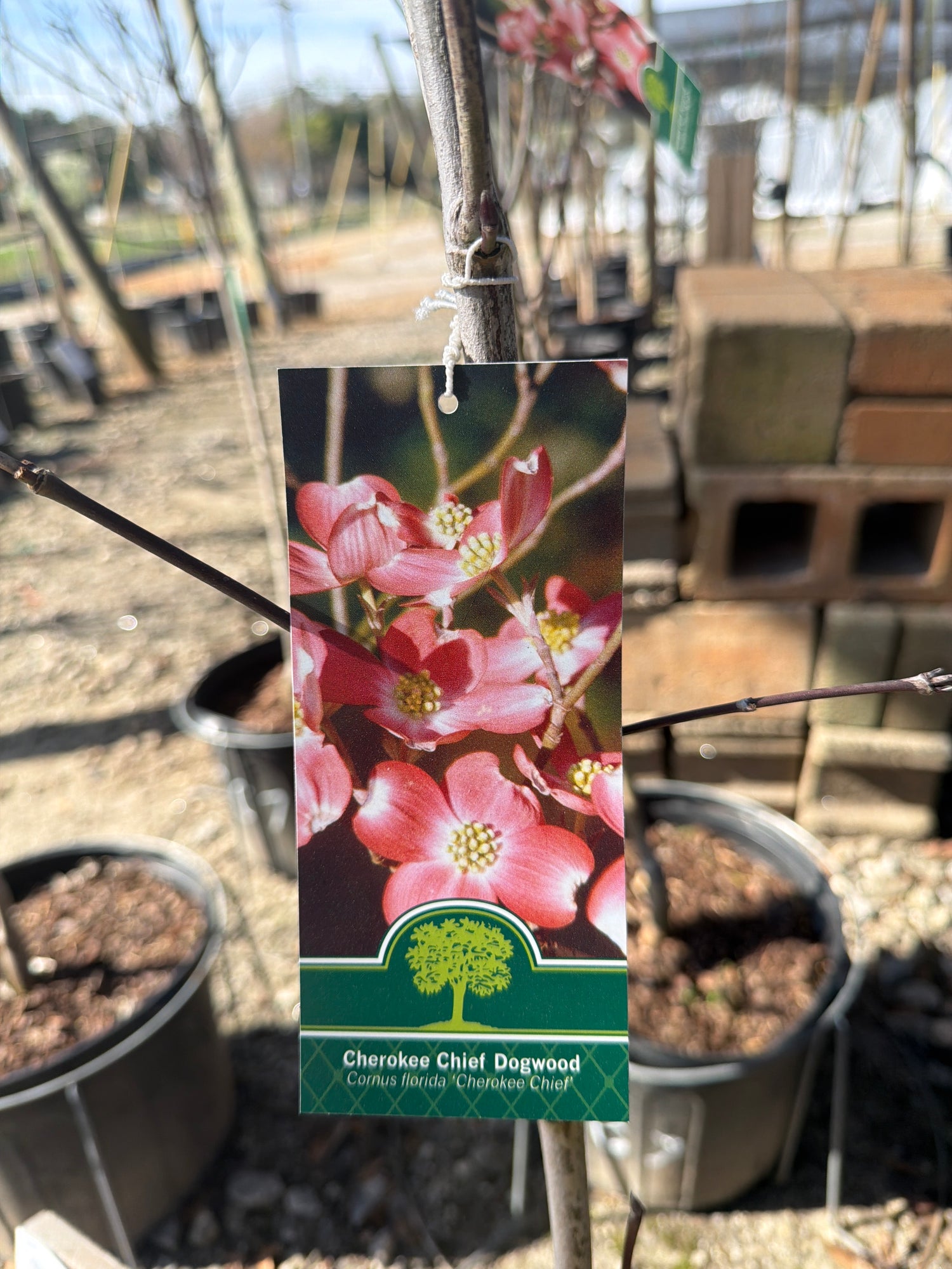 Cherokee Chief Dogwood